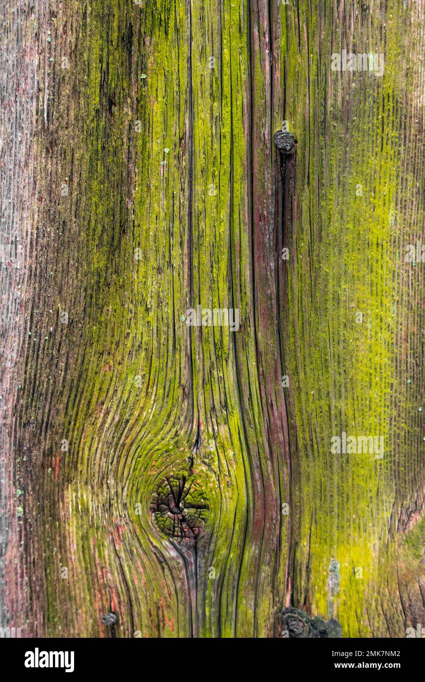 Weathered hemlock wood on the side of an old barn with algae and rusting nails Stock Photo