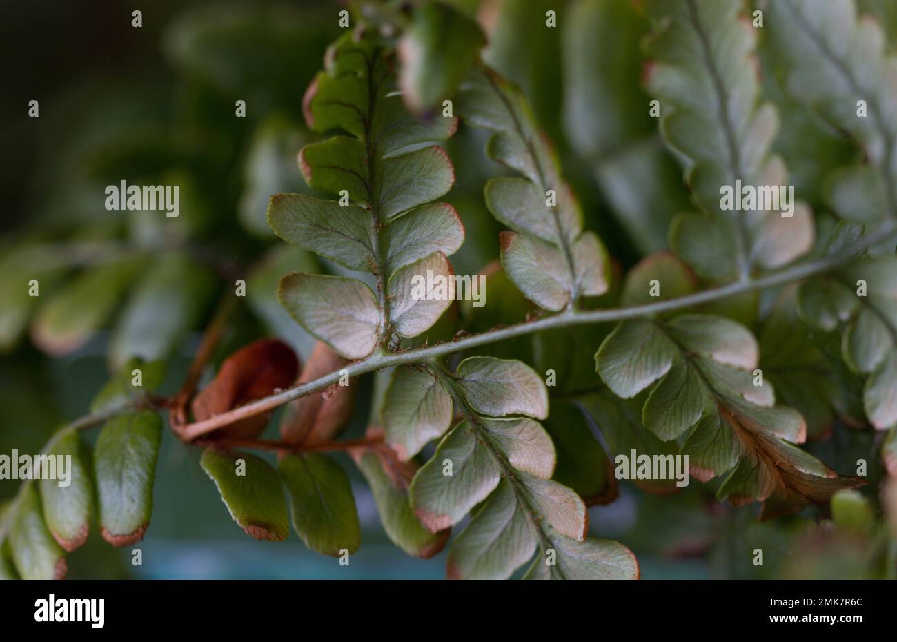 Dryopteris championii (Champion's wood fern) Stock Photo