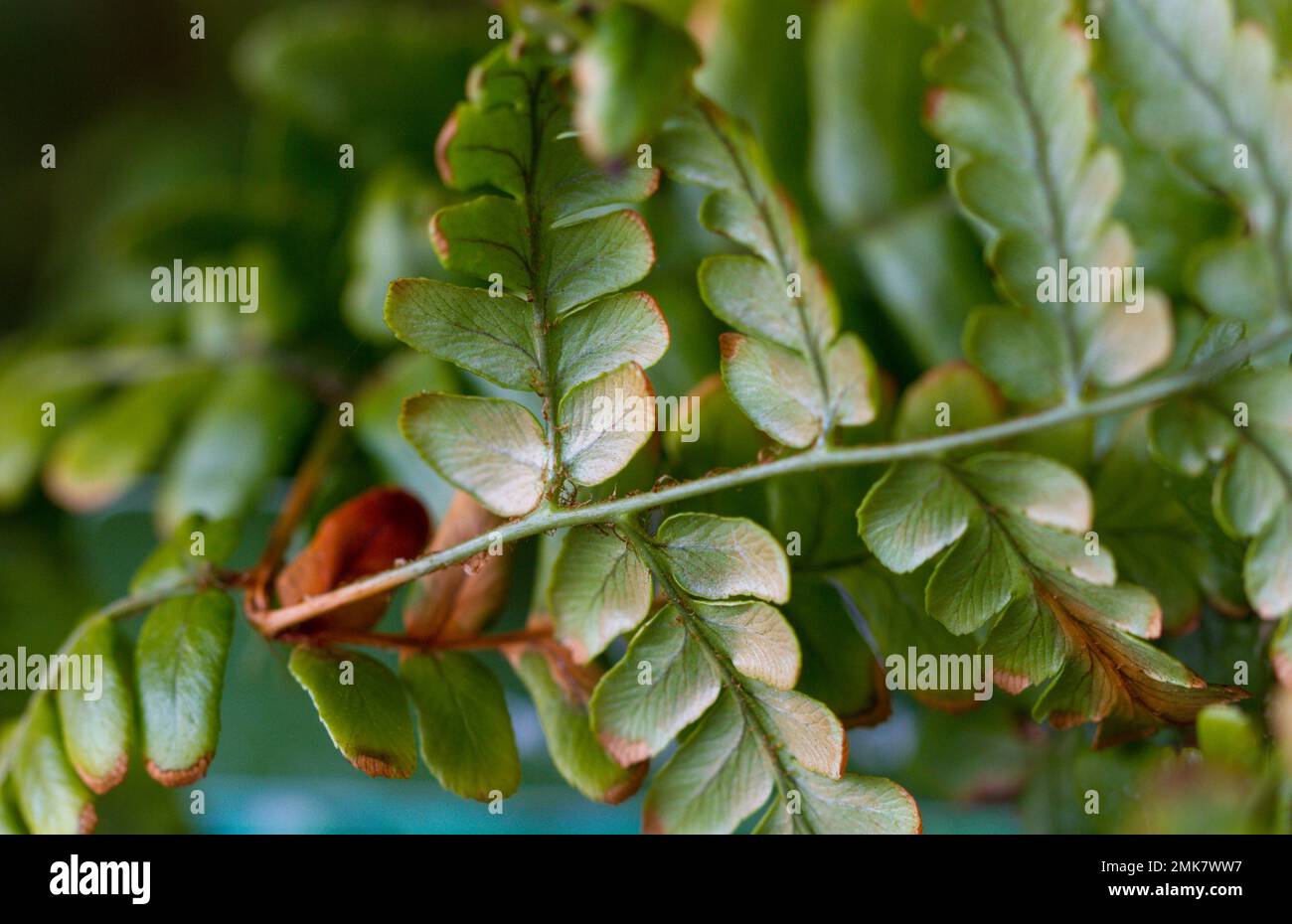 Dryopteris championii (Champion's wood fern) Stock Photo