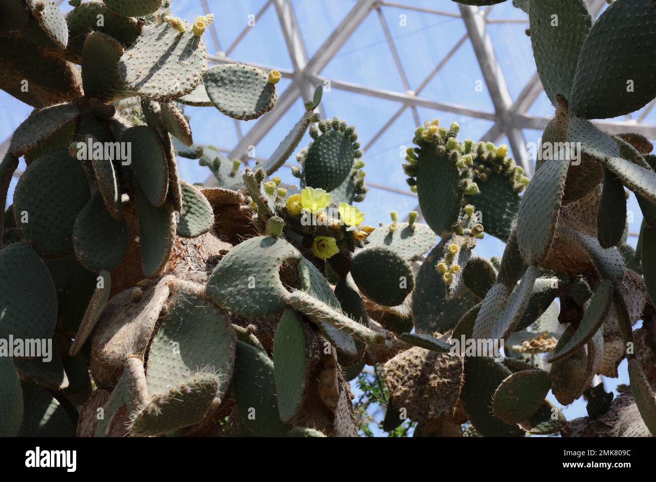A sprawling Opuntia humifusa, Prickly Pear Cactus, filled with yellow flowers and seed pods in the Desert Room at the Mictchell Park Conservatory in M Stock Photo