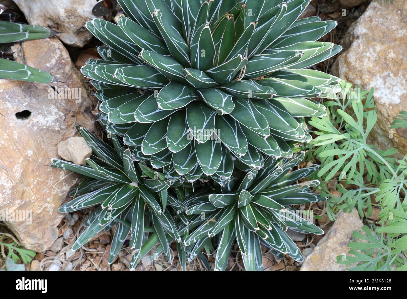 Three Queen Victoria Agave Plants growing in a desert garden Stock