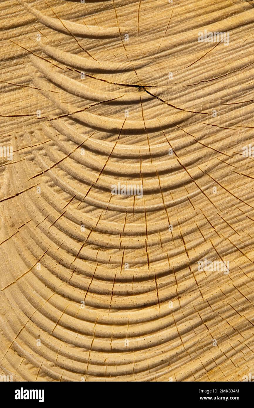 Tree rings, checking, and chainsaw scars on a Shagbark Hickory stump, Pocono Mountains, Pennsylvania Stock Photo