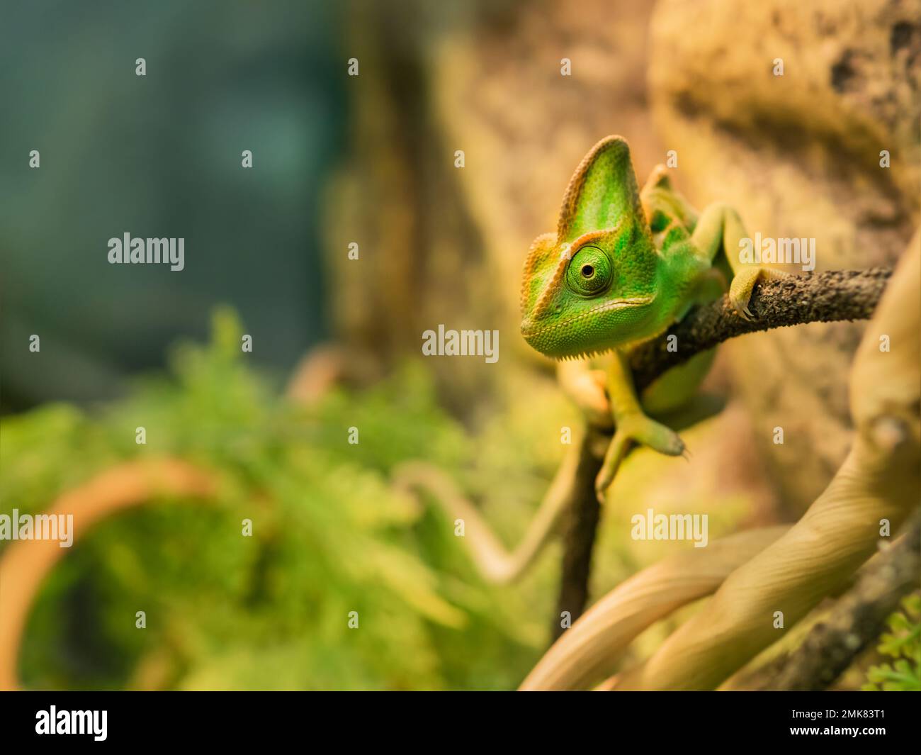 Green chameleon is perching on tree branch. Exotic animal in tank for reptiles or lizards. Small pet is staring in camera. Stock Photo