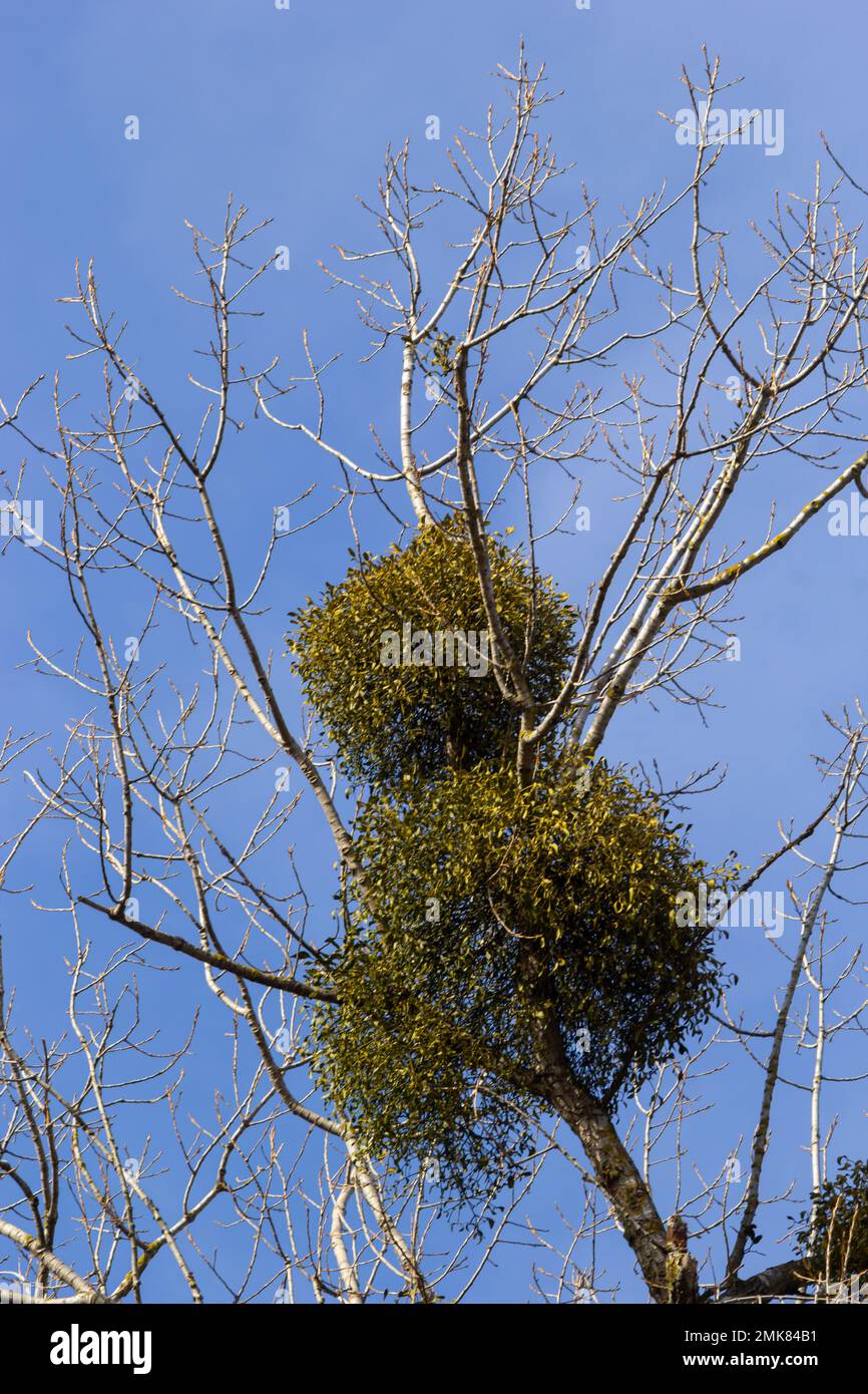 A sick withered tree attacked by mistletoe, viscum. They are woody, obligate hemiparasitic shrubs. Stock Photo