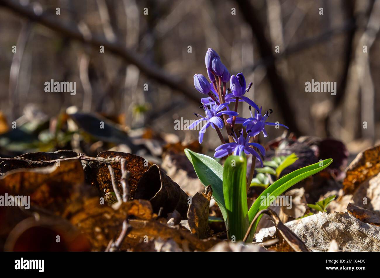 The ephemeroid plant Scilla bifolia blooms in the spring forest against the background of the forest. Scilla bifolia in its natural habitat. Stock Photo