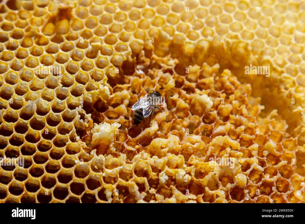 Bees working on honey cells. Close up macro. World Bee Day. Copy paste ...