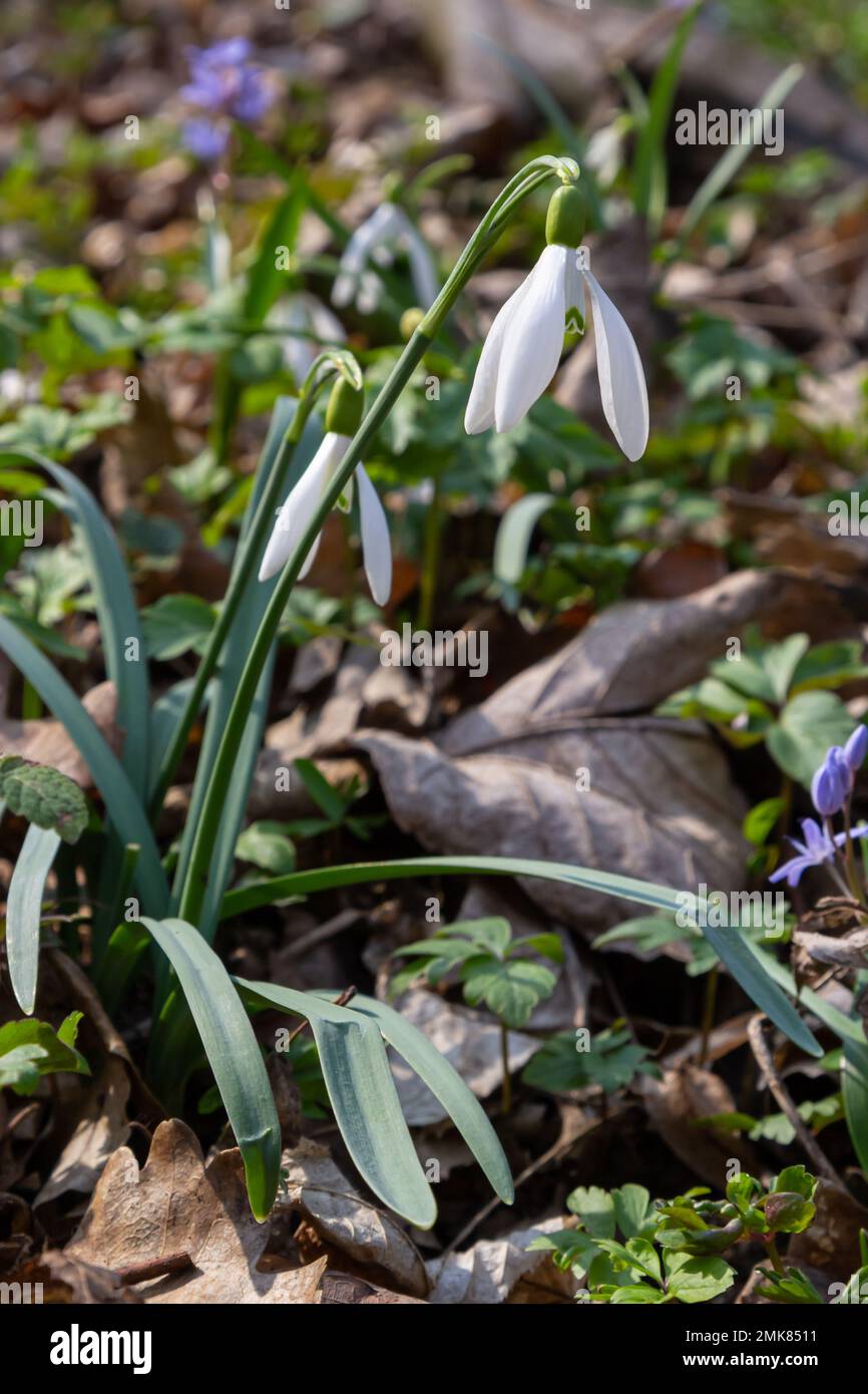 Flowers snowdrops in garden, sunlight. First beautiful snowdrops in spring. Common snowdrop blooming. Galanthus nivalis bloom in spring forest. Snowdr Stock Photo