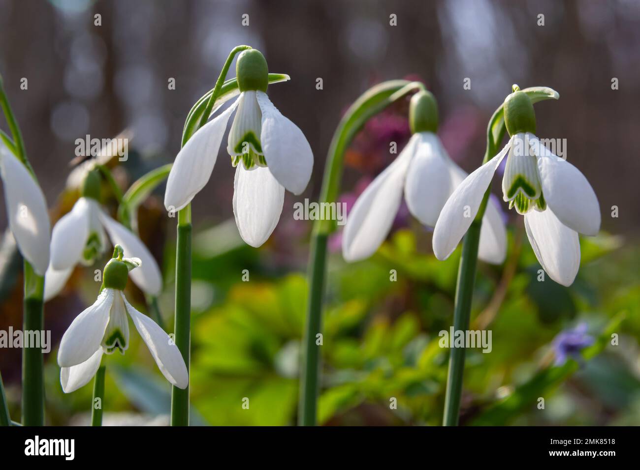 Flowers snowdrops in garden, sunlight. First beautiful snowdrops in spring. Common snowdrop blooming. Galanthus nivalis bloom in spring forest. Snowdr Stock Photo