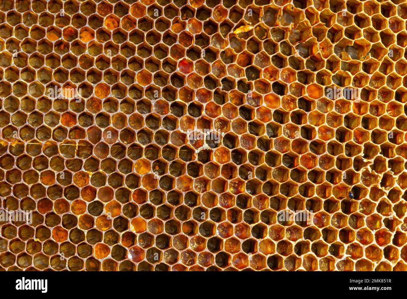 Hive Texture Background texture and pattern of a section of wax honeycomb from a bee ...