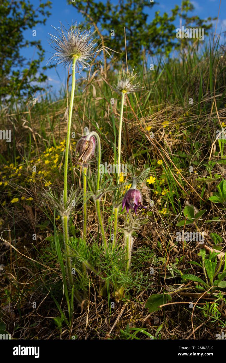 Pulsatilla pratensis, the small pasque flowe. Poisonous plant under nature protection. Stock Photo