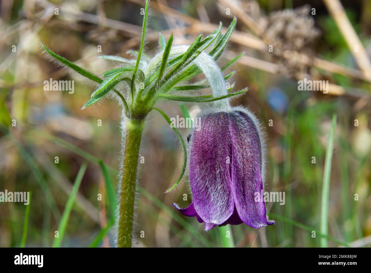 Pasqueflower. Beautiful flower of small pasque flower or pasqueflower on flowering meadow in latin Pulsatilla pratensis. Stock Photo