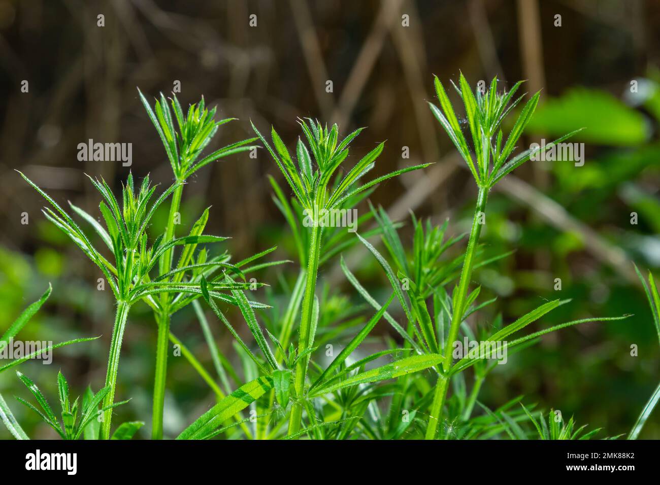 Herb Galium aparine cleavers on a summer meadow. Yellow flowers among grass sunshine. Summer natural background. Copy space. Stock Photo