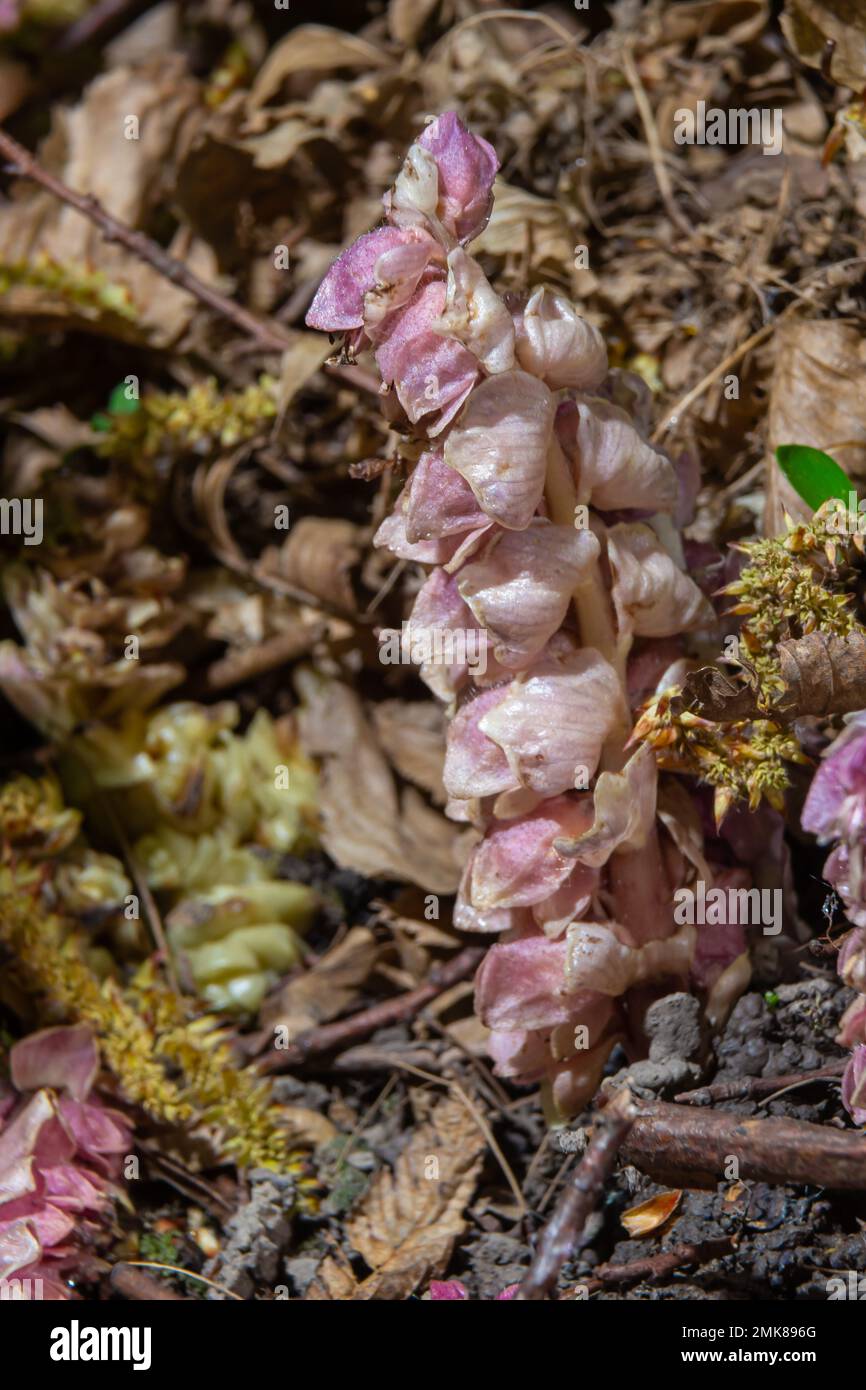 grow toothwort in natural habitat on spring, Lathraea squamaria. Stock Photo
