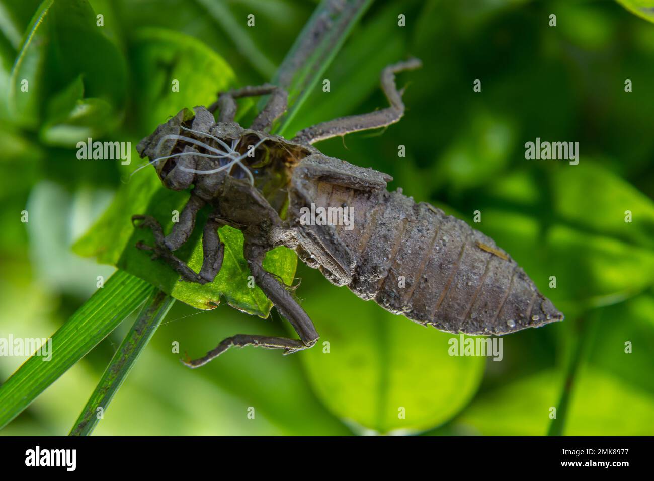 Metamorphosis of Gomphus flavipes, River Clubtail dragonfly. Stock Photo