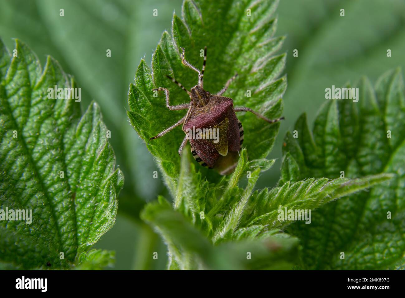 Close up of the sloe bug or Hairy shieldbug, Dolycoris baccarum, in the garden on a green leaf. Stock Photo