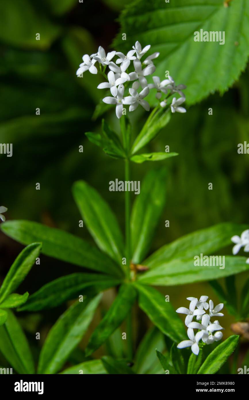 Sweetscented bedstraw, Galium odoratum, flowers in the spring forest. White wildflowers. Close-up. Stock Photo