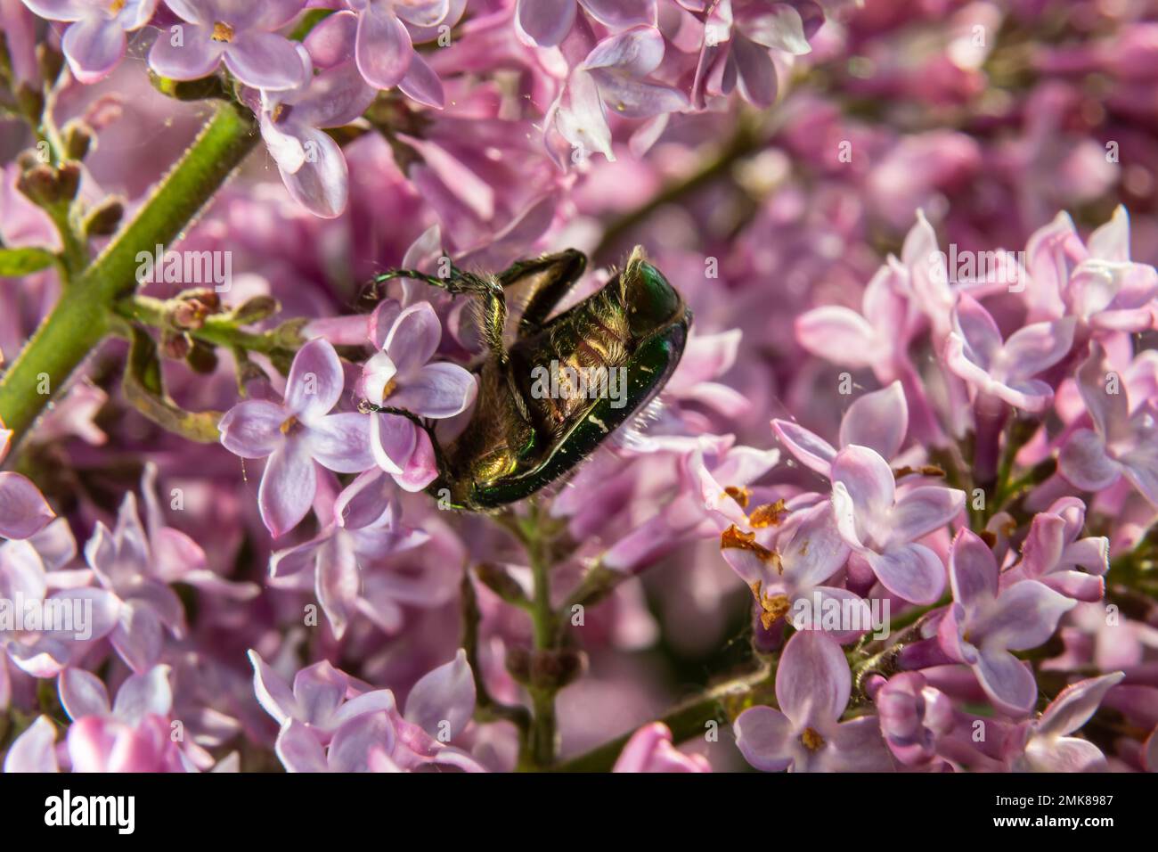 Golden bronze, Cetonia aurata, is a species of winged from the