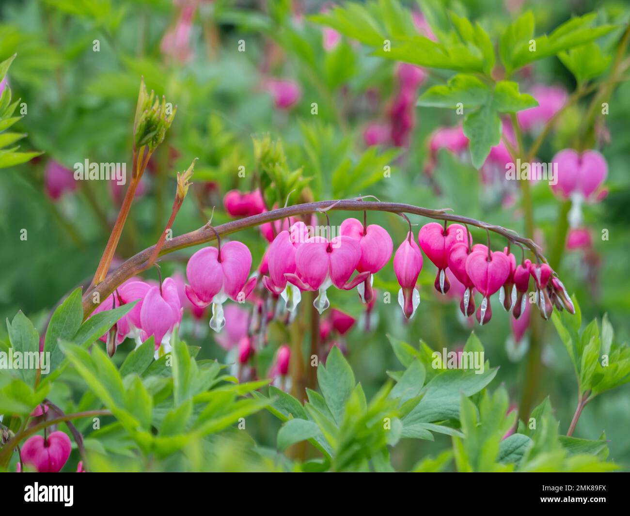 Flowering plant Lamprocapnos spectabilis, bleeding heart, fallopian buds or Asian bleeding-heart. Bright pink flowers in bloom. Summer natural backgro Stock Photo