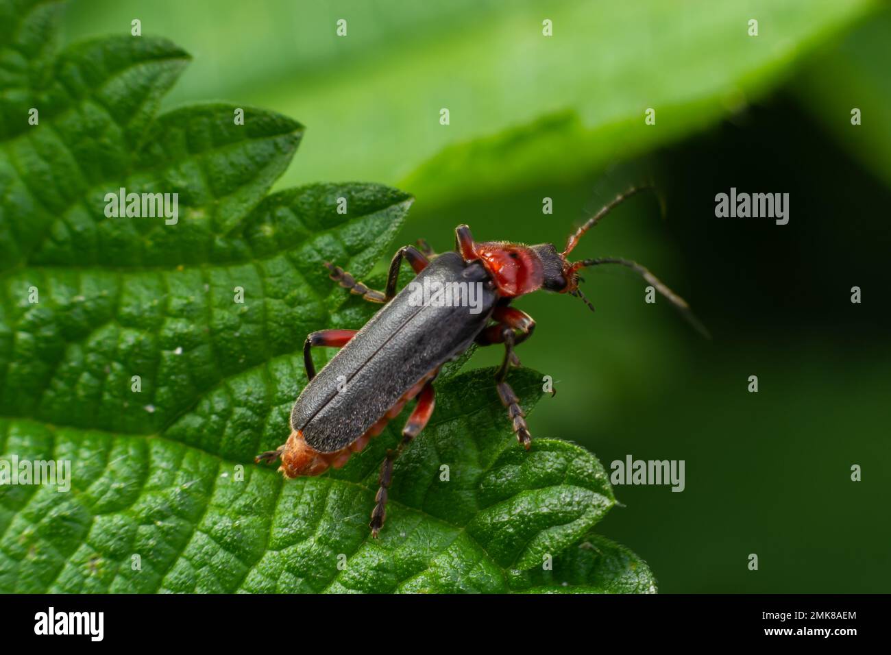 Beetle cantharis fusca sits on a leaf of grass in early summer. Stock Photo
