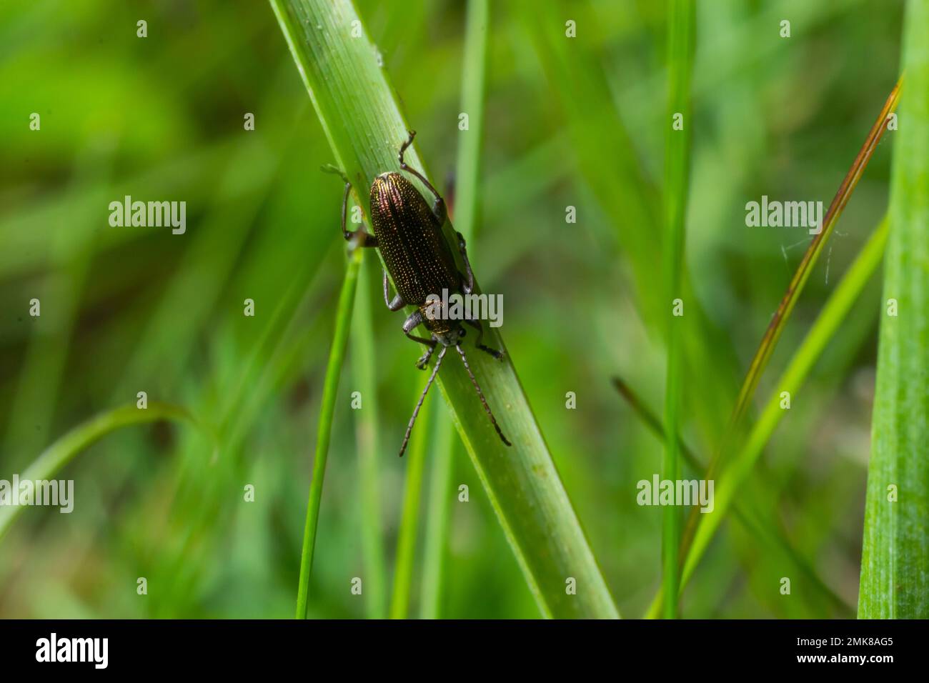 Close up Malachite beetle, Malachius bipustulatus, family soft-winged flower beetles, Melyridae, on a leaf. Dutch garden. Spring, May. Stock Photo