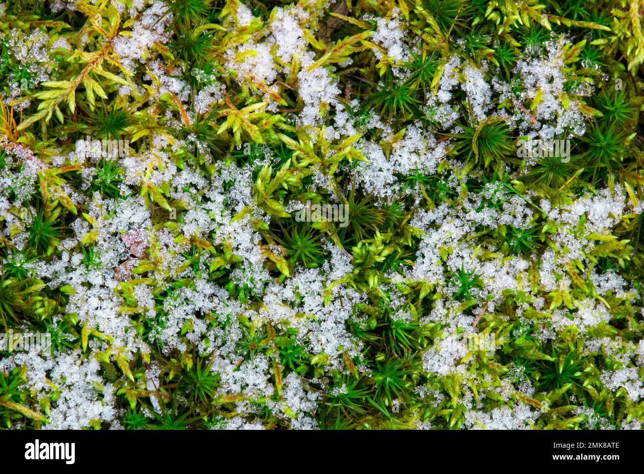 Ice crystals on Haircap Moss, Polytrichum commune and Fern Moss, Thuidium delicatulum Stock Photo