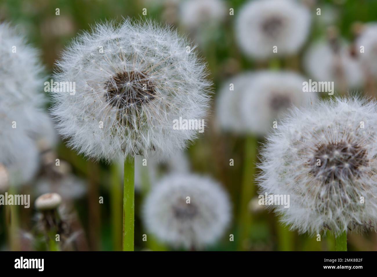 Blowball of Taraxacum plant on long stem. Blowing dandelion clock of