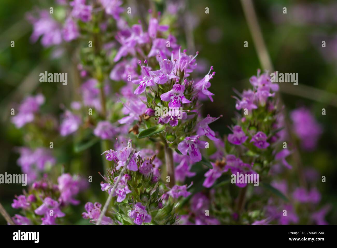 The macrophoto of herb Thymus serpyllum, Breckland thyme. Breckland