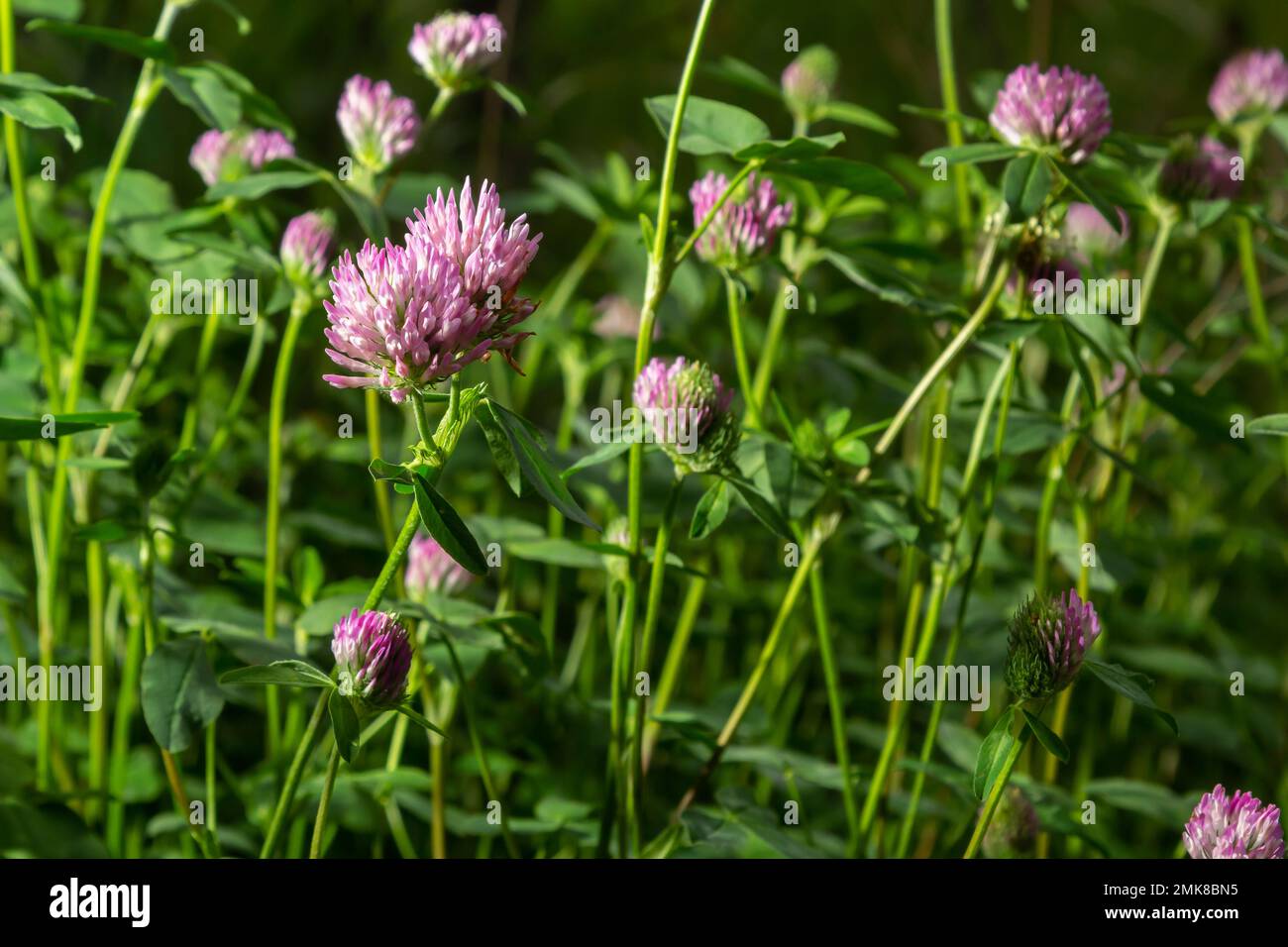 Trifolium pratense. Thickets of a blossoming clover. Red clover plants
