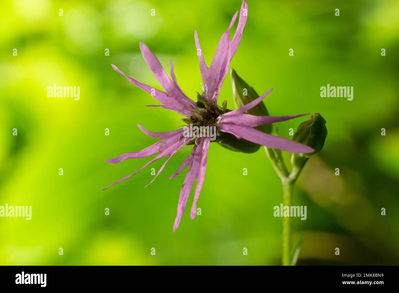 Meadow flower Ragged Robin Lychnis flos-cuculi, close-up, blurred background. flower Ragged Robin Lychnis flos-cuculi. Nice soft pink Lychnis flos-cuc Stock Photo