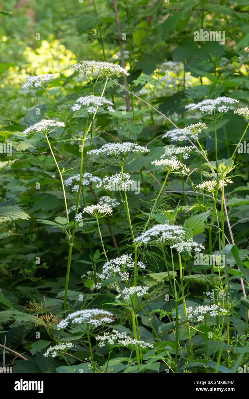 Close-up of a white flower of the species Aegopodium podagraria, commonly called ground elder, herb gerard, bishop's weed, goutweed, gout wort. Focus Stock Photo