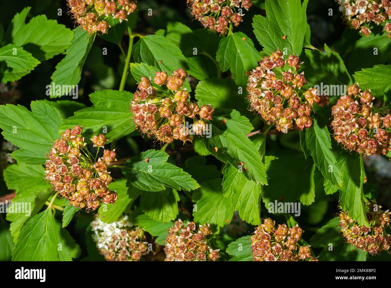 Flowering ninebark shrub close up. Physokarpus capitatus, commonly