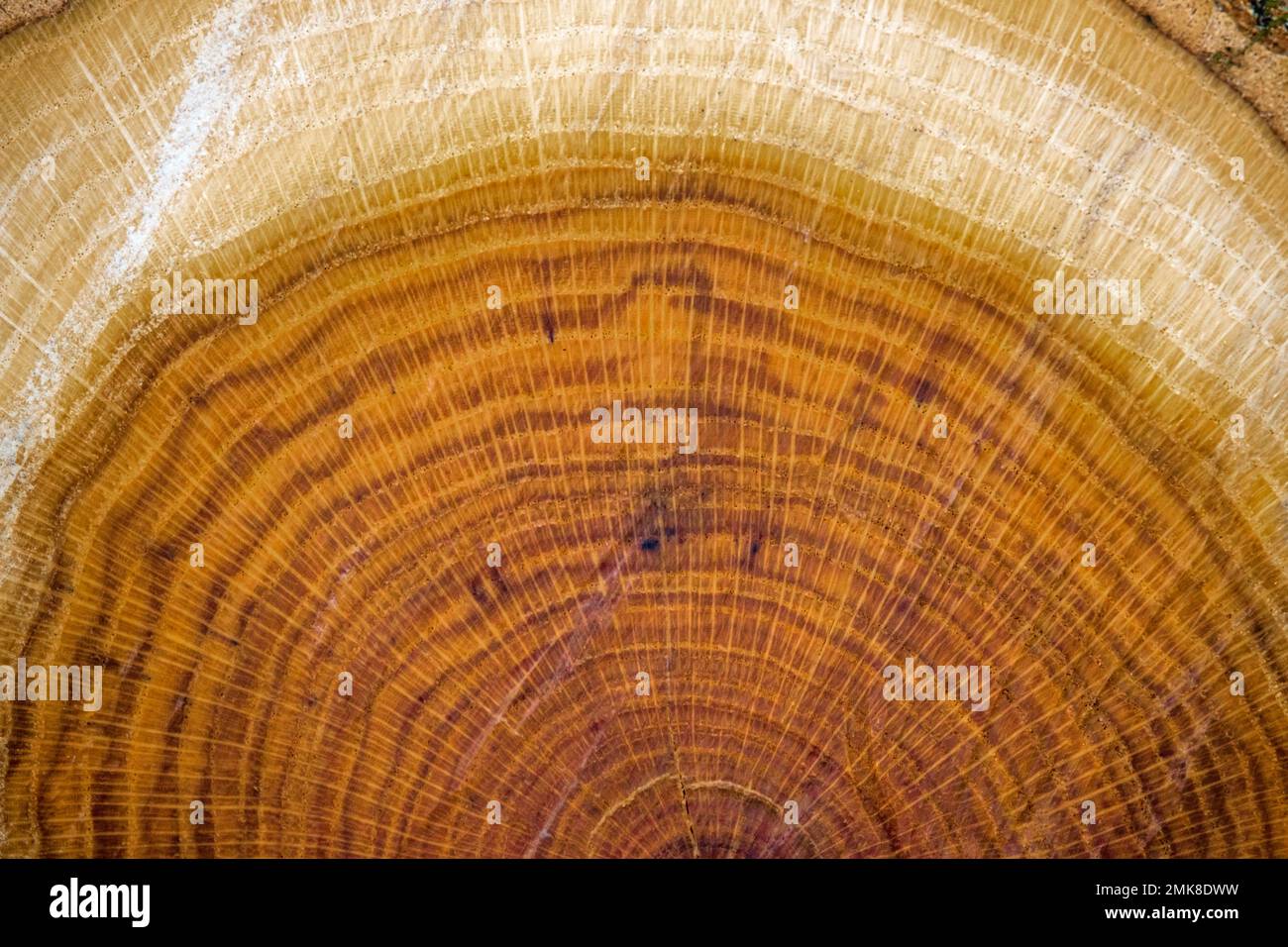 Annual growth tree rings on a Chinese Chestnut stump. Stock Photo