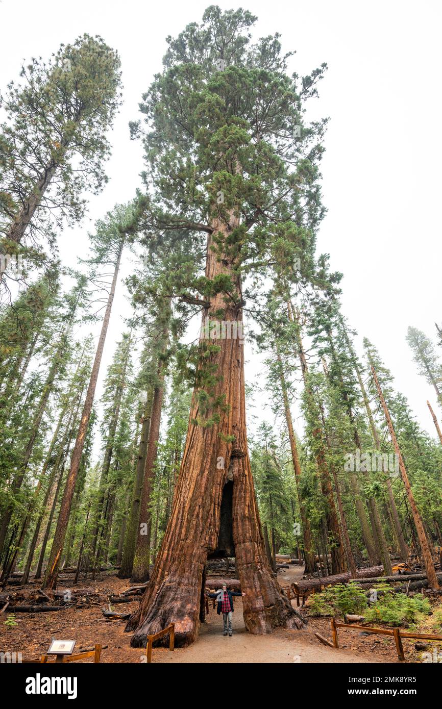 The Mariposa Grove of Giant Sequoia Trees in Yosemite National Park Stock Photo