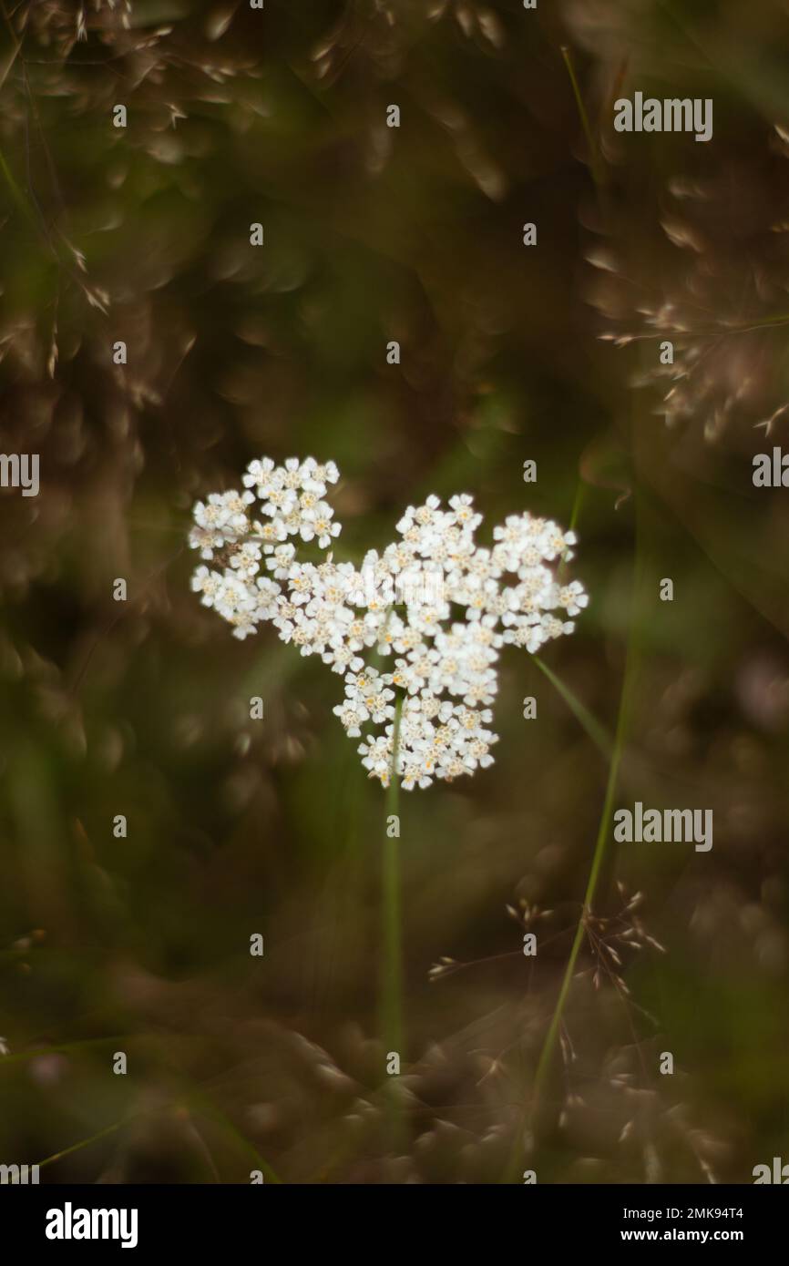 Colorful flowers growing in nature, pure nature, forest Stock Photo