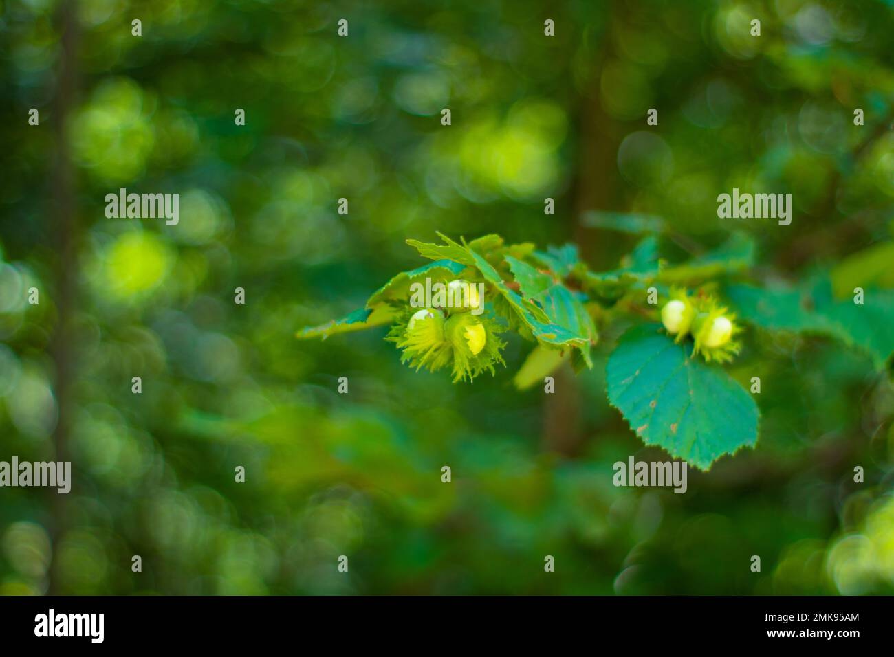 Hazel nuts in the tree, health and natural, beautiful nature Stock Photo