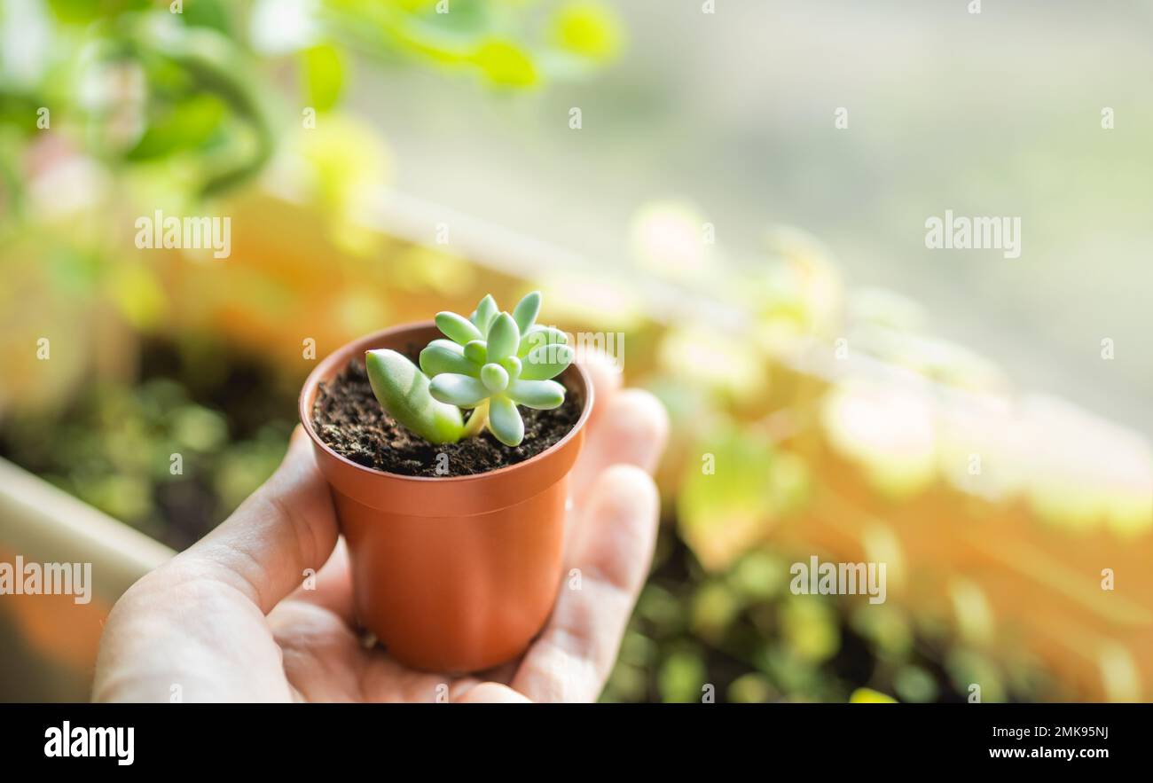 Woman holds flower pot with small succulent. Growing and reproduction new Echeveria plant from leaf. Horizontal banner with copy space. Stock Photo