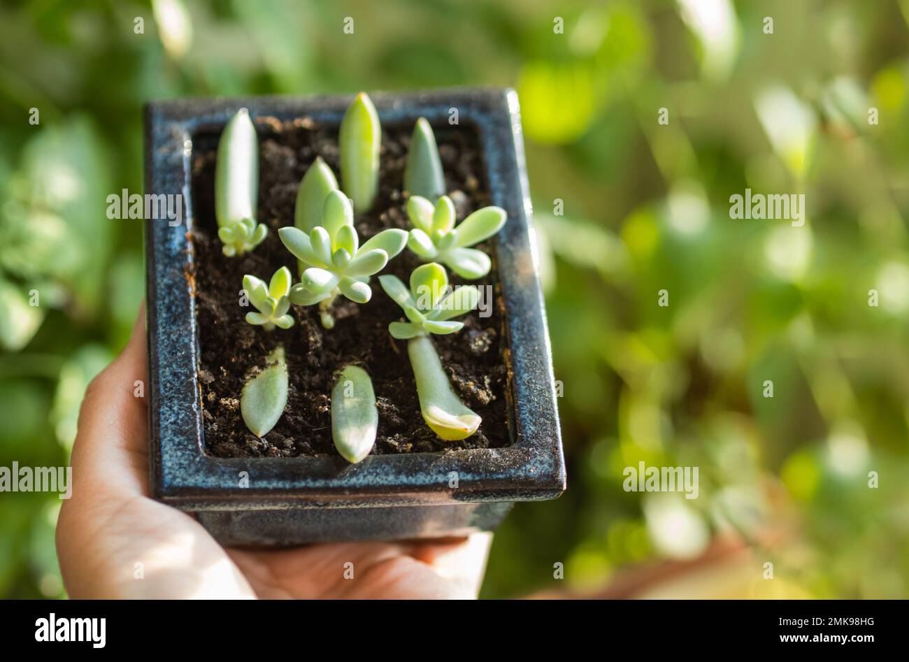 Woman holds flower pot with small succulents. Growing and reproduction new Echeveria plants from leaves. Stock Photo