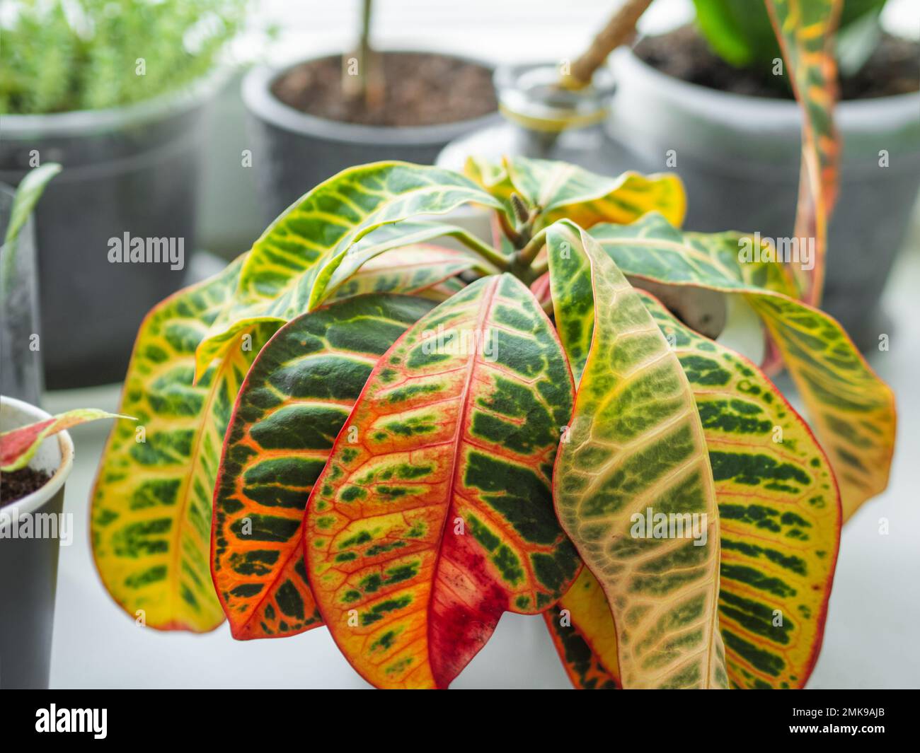 Colorful leaves of Codiaeum variegatum or fire croton. Growing flowering plants at home. Gardening on window sill as anti stress hobby. Stock Photo