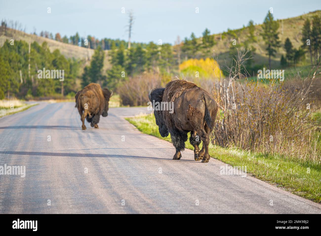 Buffalo roam the grasslands of South Dakota's Custer State Park. © 2020