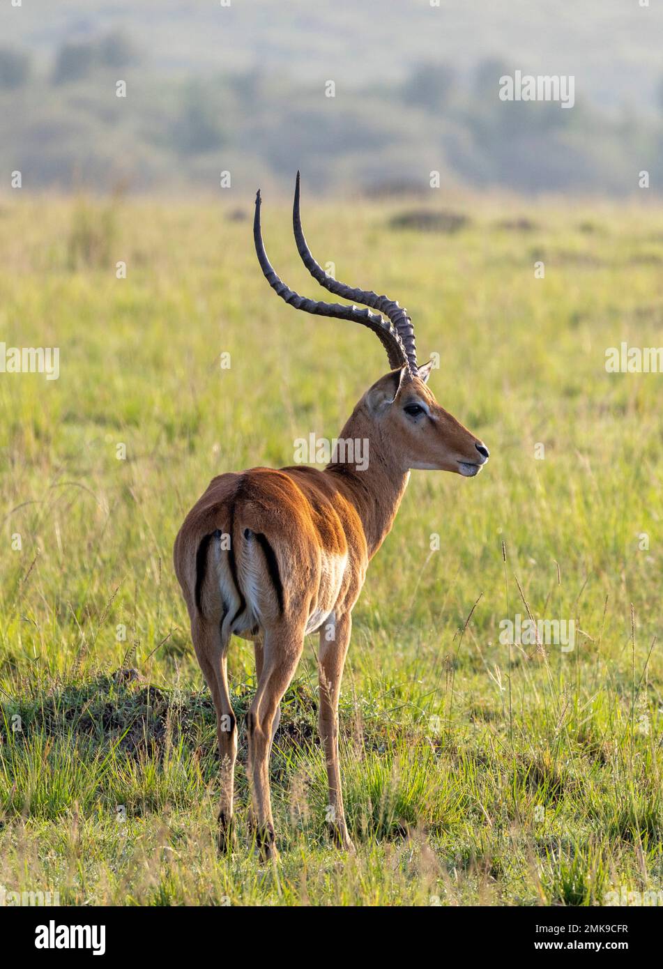 Grant's gazelle savanna hi-res stock photography and images - Alamy