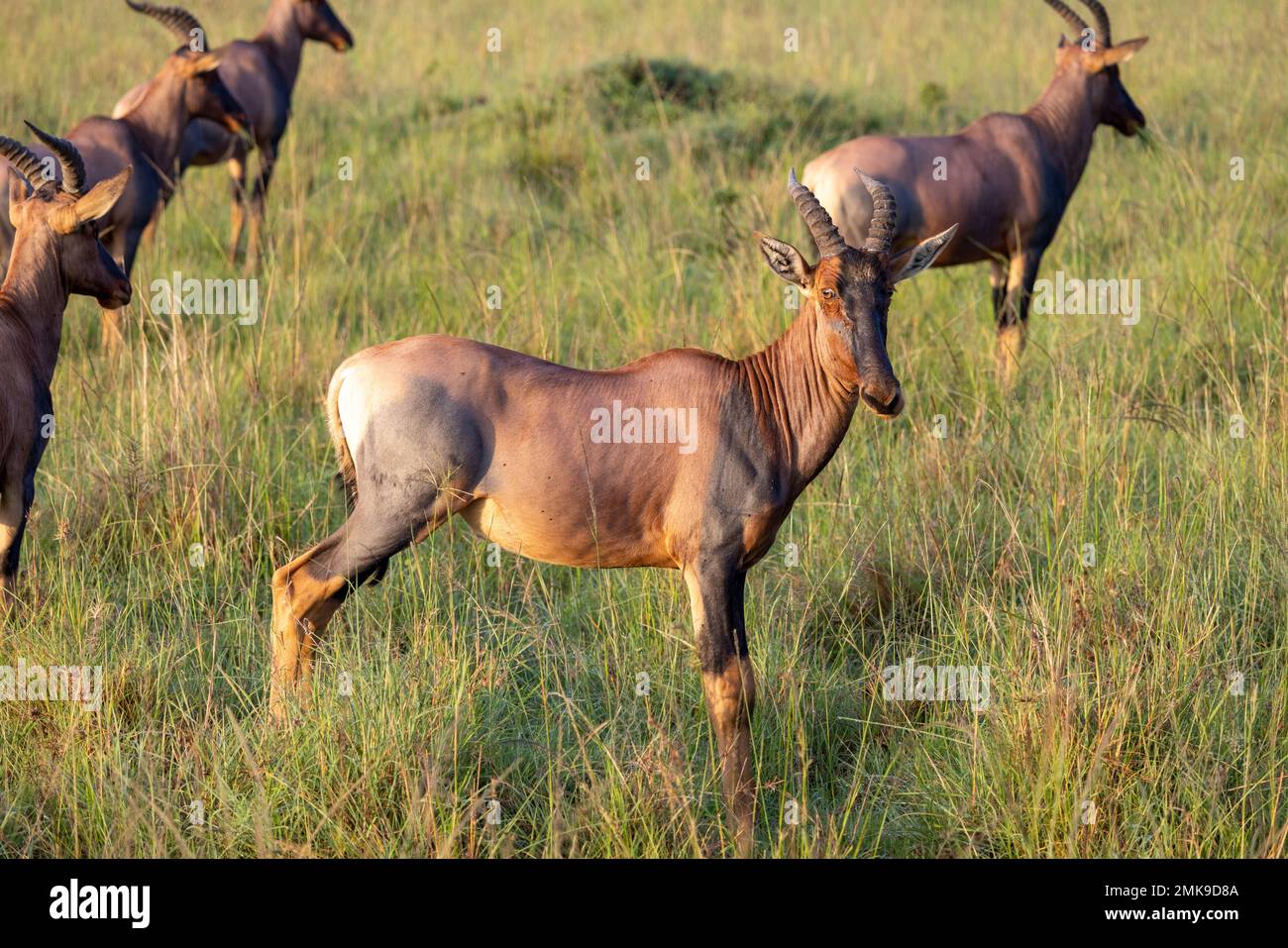 Masai mara wildlife safari hi-res stock photography and images - Alamy