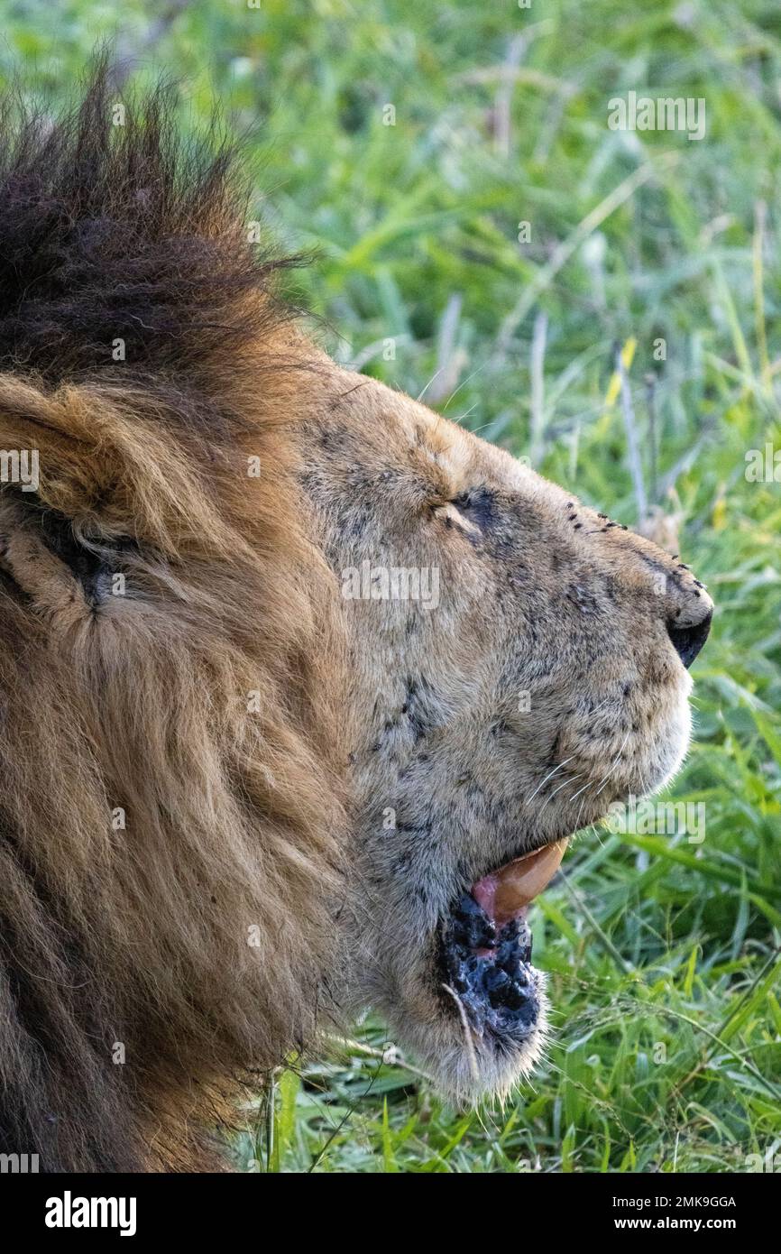 face of fly-infested lion, Masai Mara National Park, Kenya Stock Photo ...