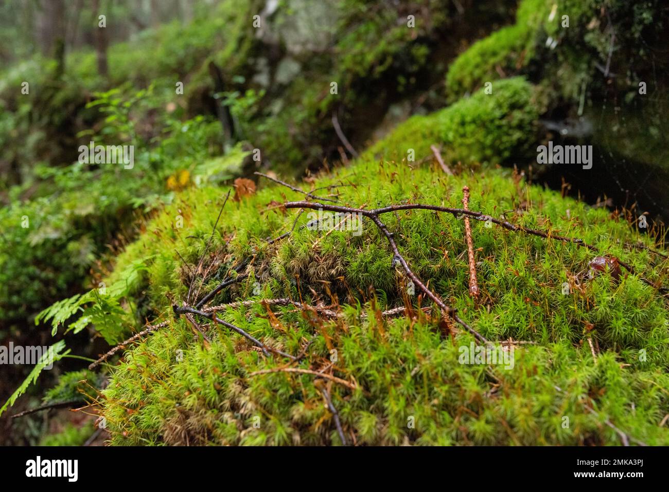 Forest moss and tree branches. Wet moss in the forest. Moss background. Front view. Stock Photo