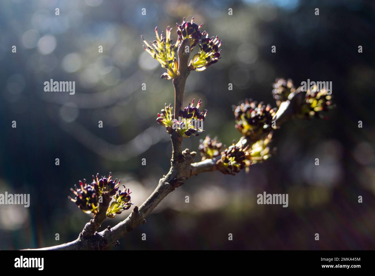 First buds on the branches of an ash tree in winter on a sunny day. Concept of rebirth and resistance Stock Photo