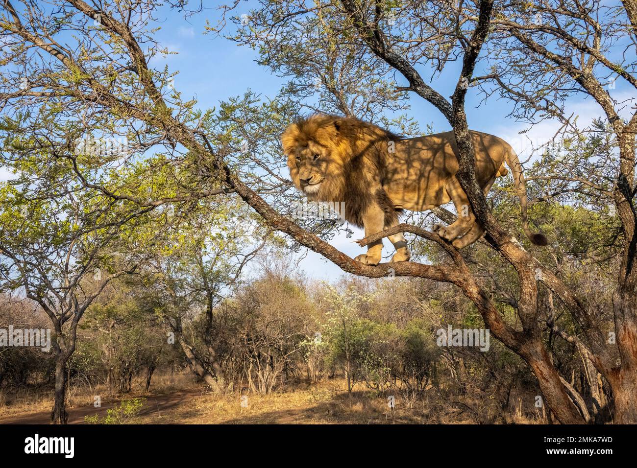 Male Lion in South Africa standing in a Tree Stock Photo
