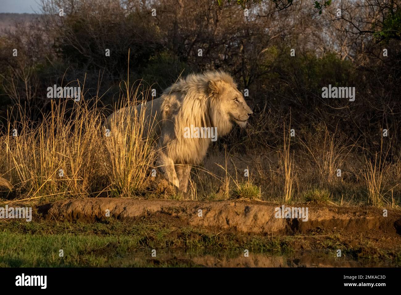 Portrait of a Male Lion in the Evening Light Stock Photo