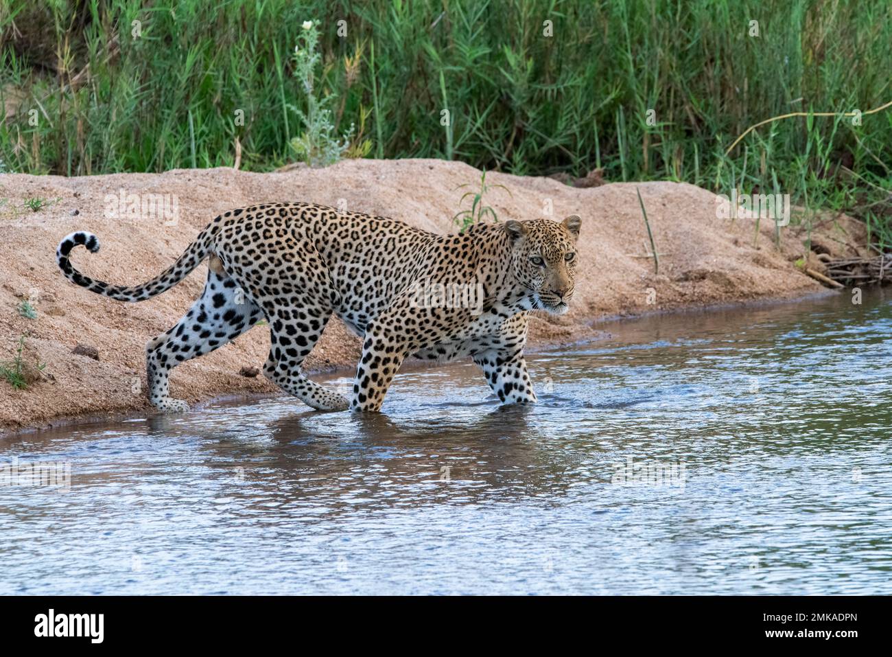 Male Leopard Starting To Cross The Sand River In The Sabi Sands Stock 