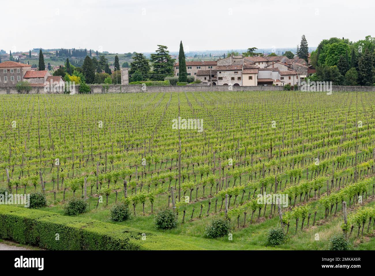 scene looking across a typical tuscan vineyard with the rows of cultivated vines stretching out Stock Photo