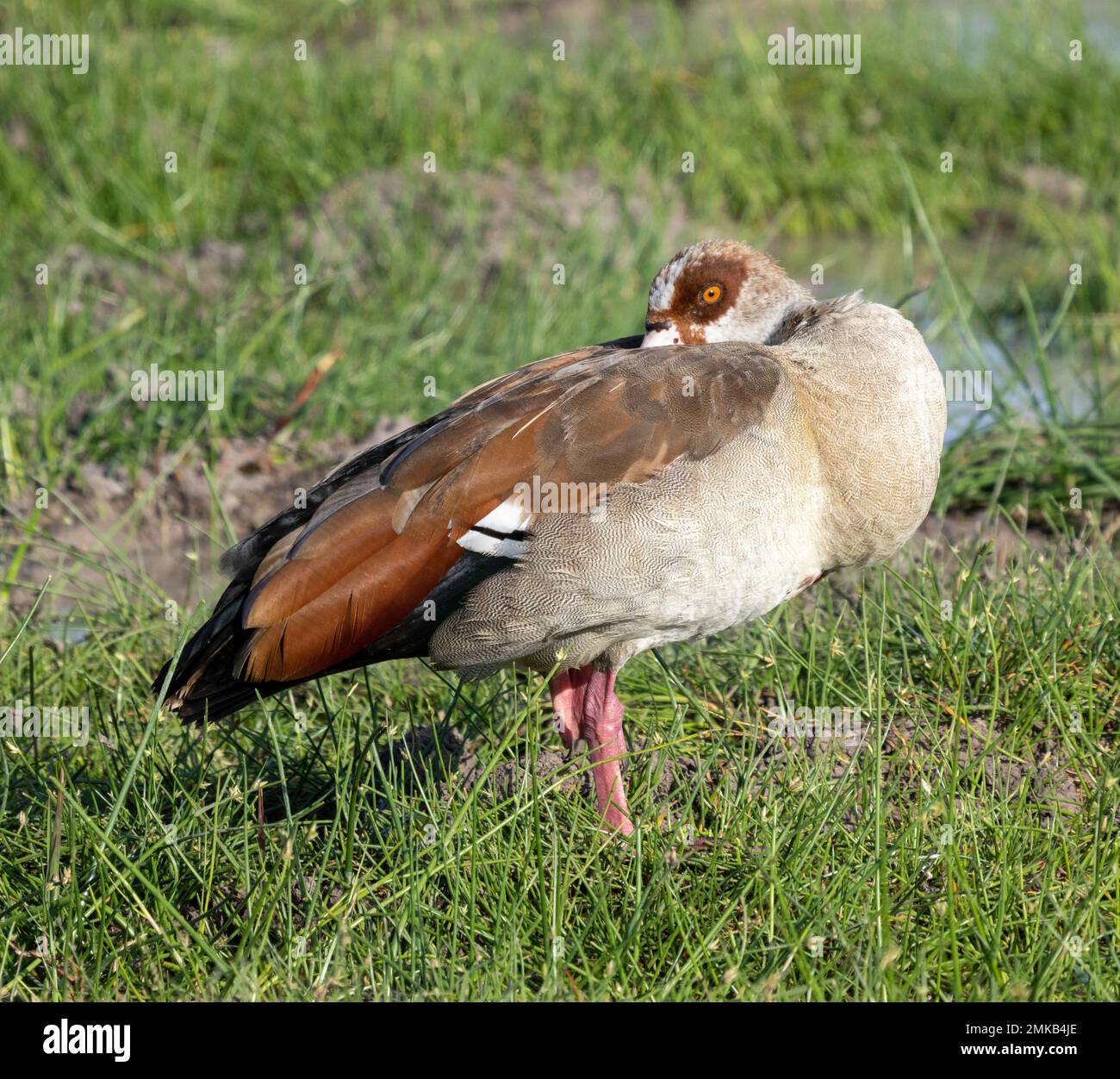 Egyptian goose in sleeping position with open eye, Masai Mara, Kenya