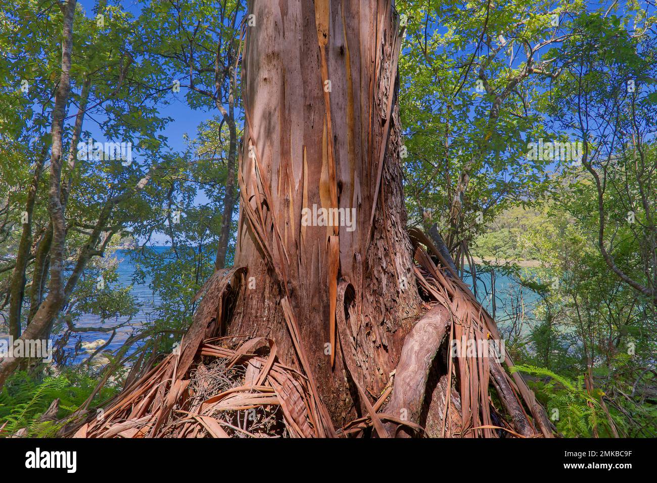 Base of a large old Blue Gum Eucalyptus trunk with strips of scrappy bark in Tasman National Park, Tasmania, Australia Stock Photo